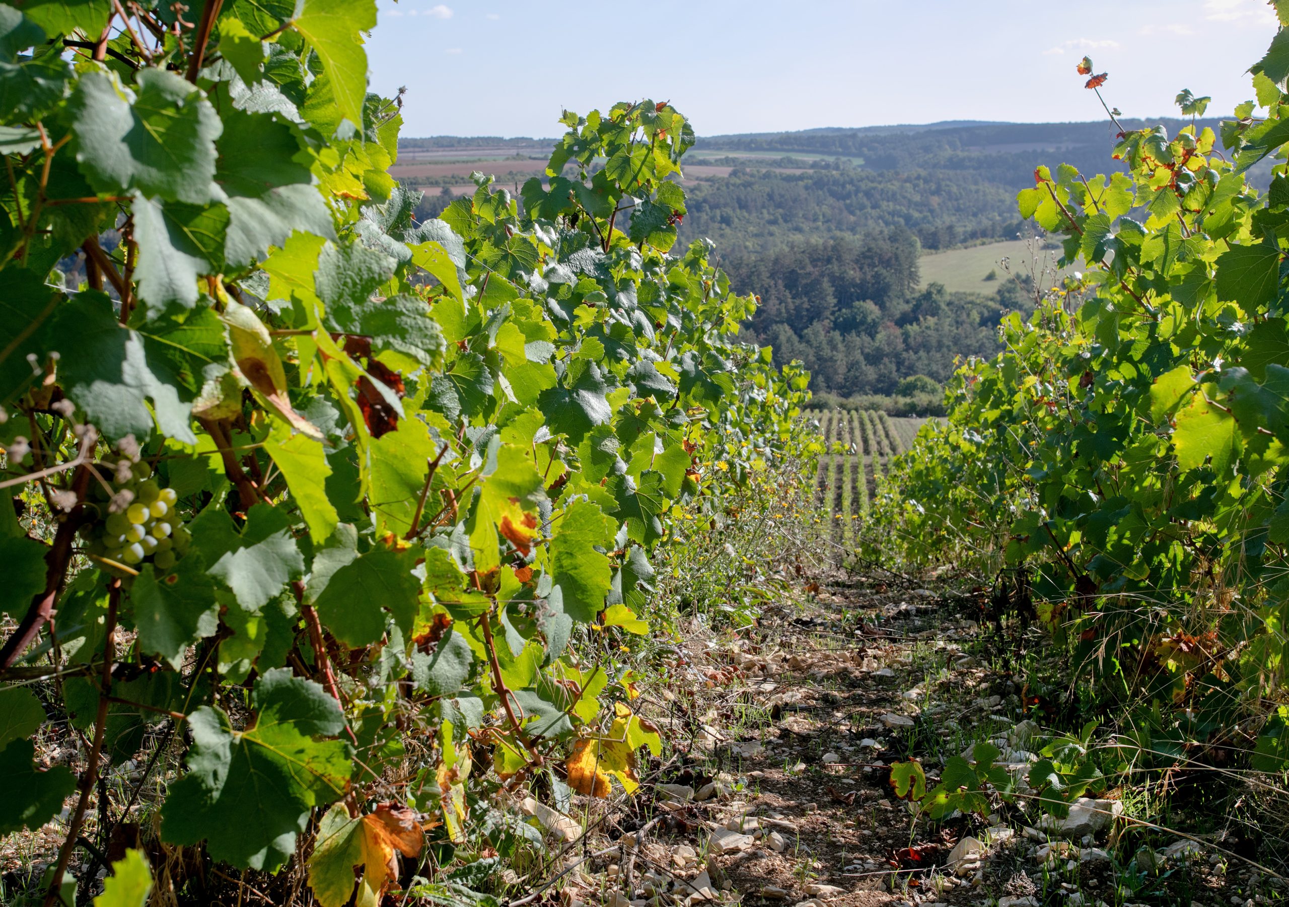 EUcityCalc Podcast_Dijoin EUcityCalc Podcast_Dijoin